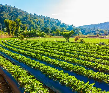 Farmland Landscape